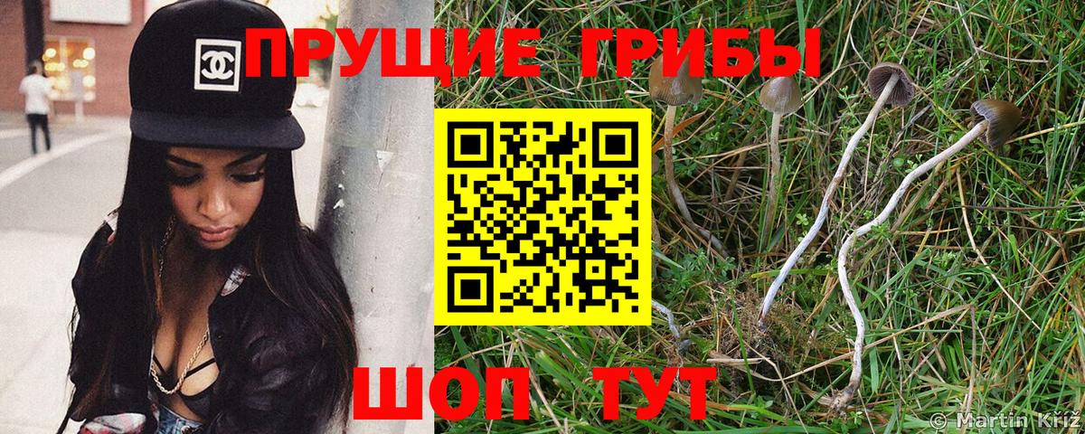 Галлюциногенные грибы Psilocybine cubensis Иваново